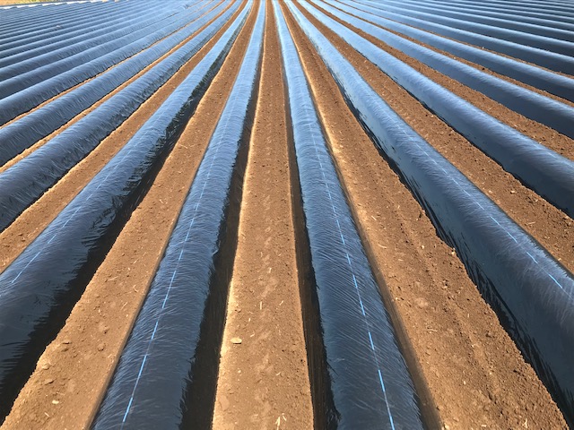 エコカルマルチ®